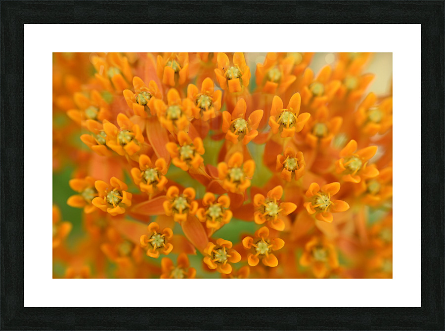  Butterfly Weed Picture Frame print