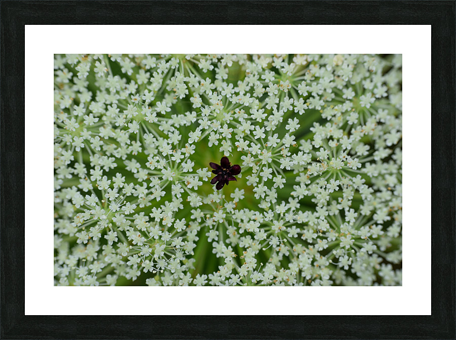 Queen Annes lace Picture Frame print