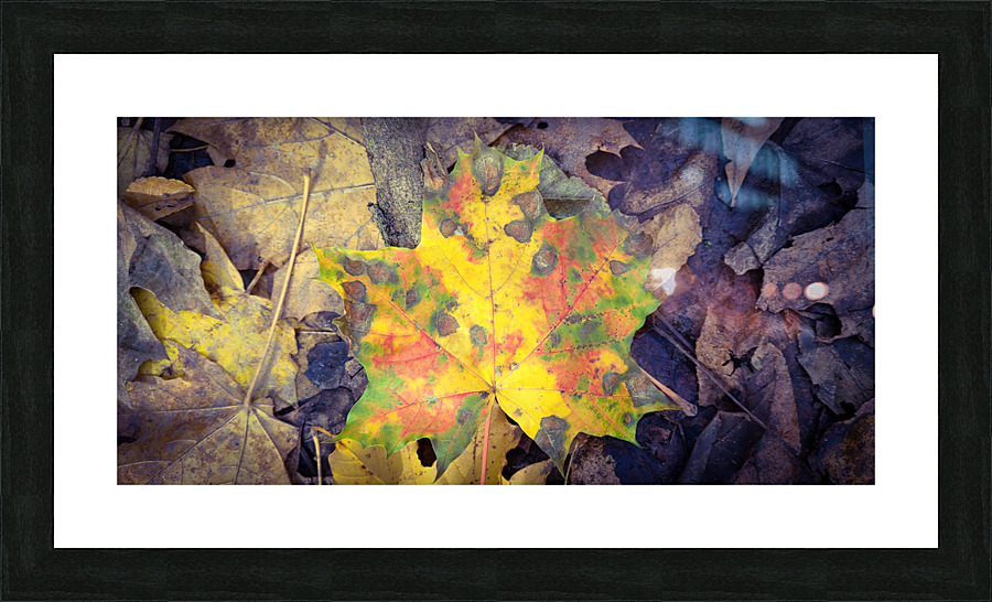 Autumn Maple Leaves  Picture Frame print