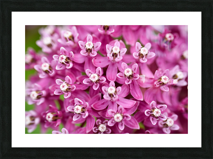 Swamp Milkweed Picture Frame print