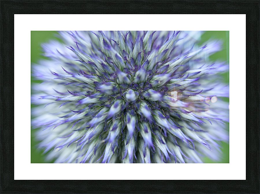 Blue Globe Thistle  Picture Frame print