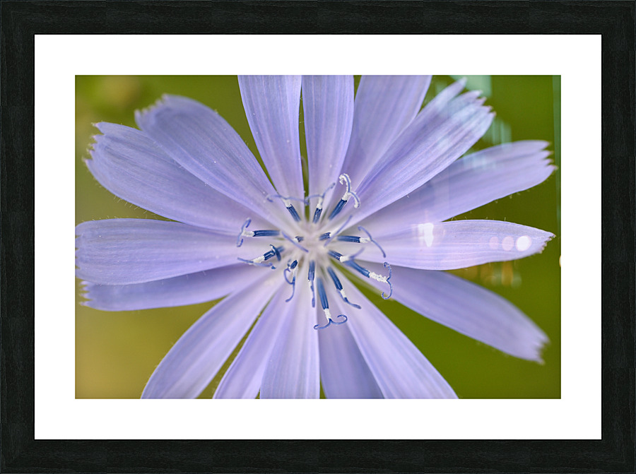 Chicory Picture Frame print