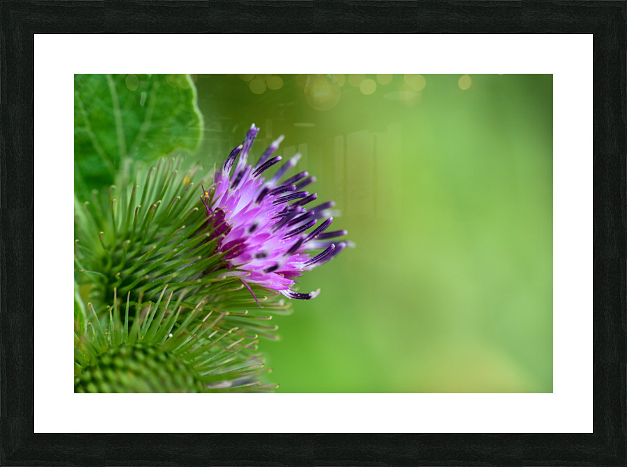 Thistle  Picture Frame print