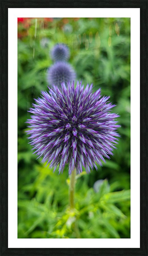 Blue Globe Thistle  Picture Frame print