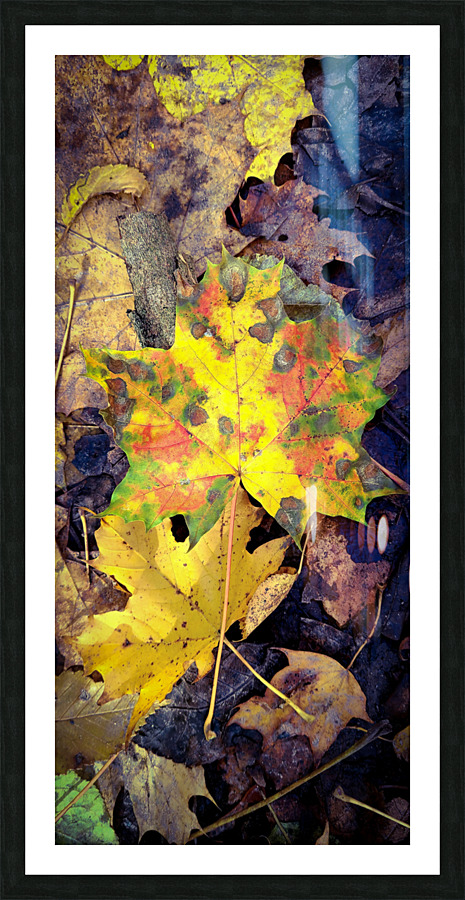 Autumn Maple leaves  Picture Frame print