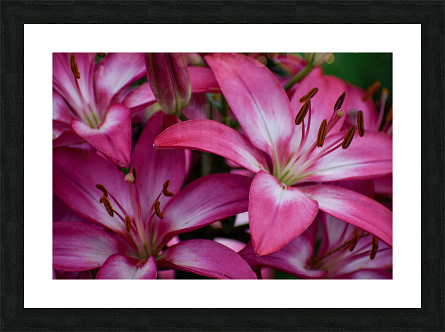 Lilium Picture Frame print