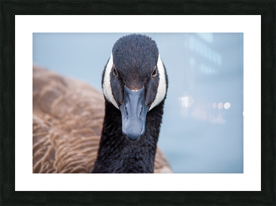 Canada Goose  Picture Frame print