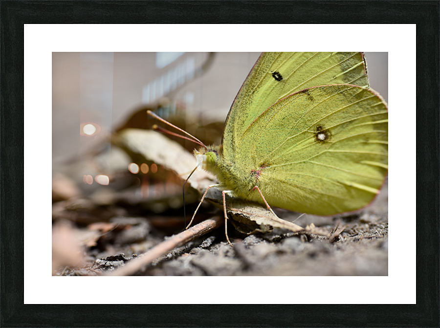 Clouded Sulphur  Picture Frame print
