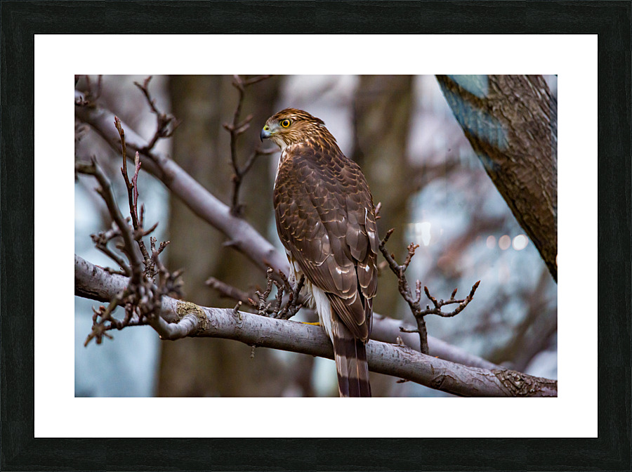 Coopers Hawk  Picture Frame print