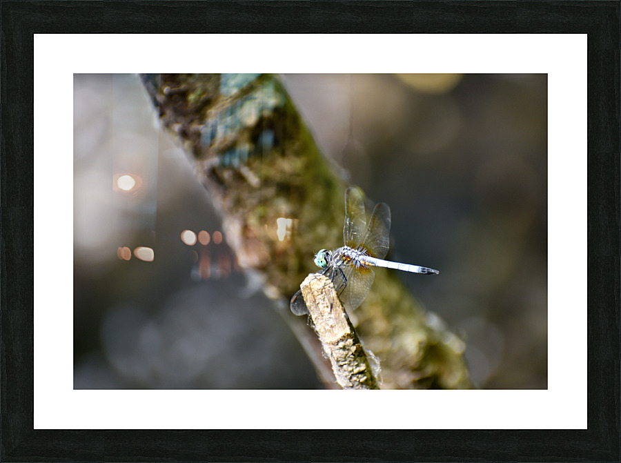 Blue Dasher  Picture Frame print