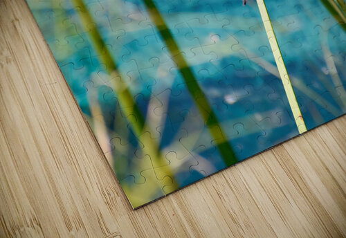 Blue Dasher  Jakeszap puzzle