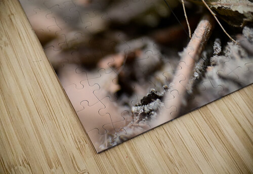Clouded Sulphur  Jakeszap puzzle