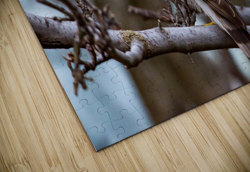 Coopers Hawk  Jakeszap puzzle