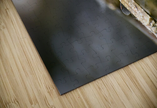 Blue Dasher  Jakeszap puzzle