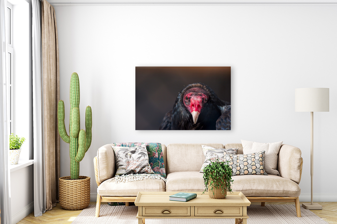 Turkey Vulture3 Reproduction