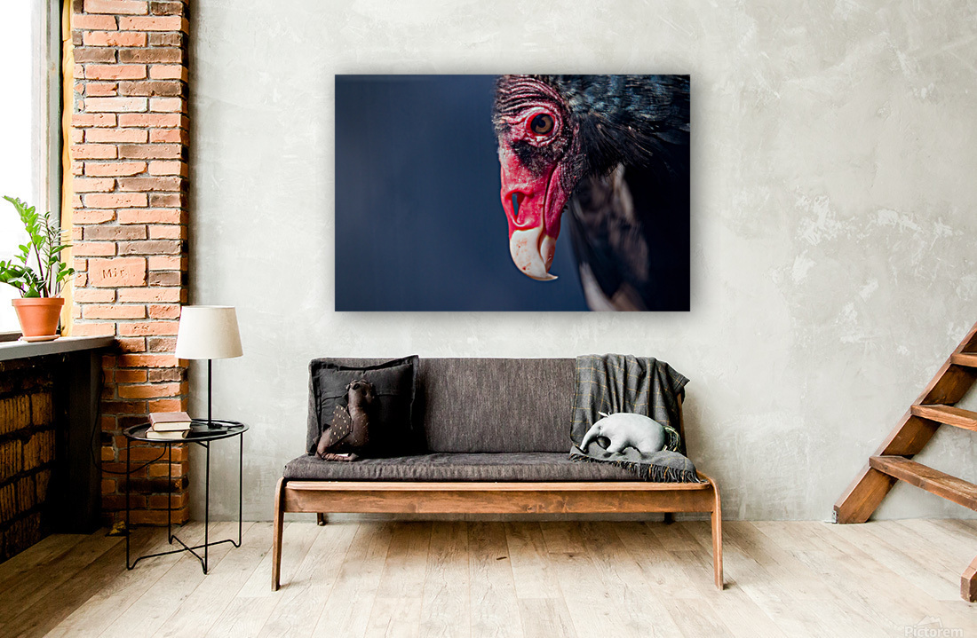 Turkey Vulture4 Reproduction