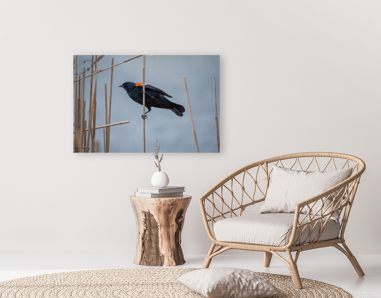 Red-Winged Blackbird  Reproduction