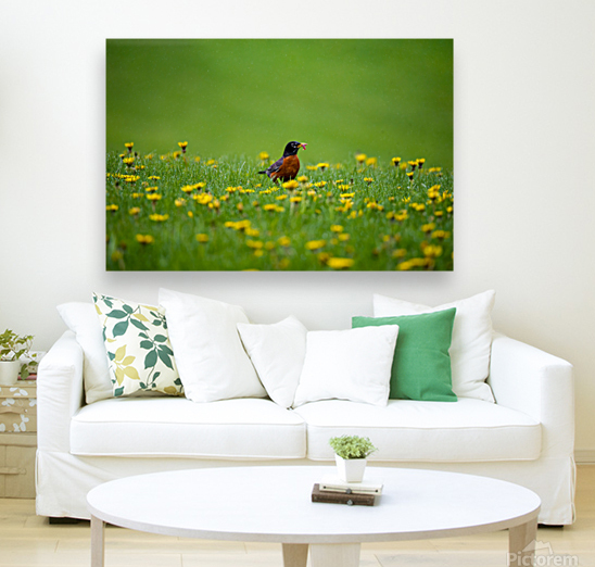 American Robin Reproduction