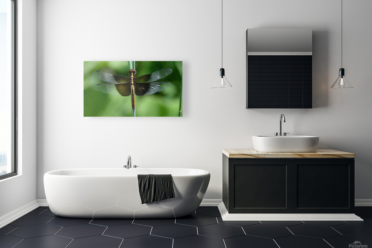 Widow Skimmer Reproduction