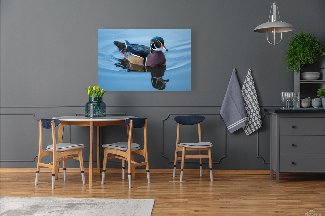 Wood Duck Reproduction
