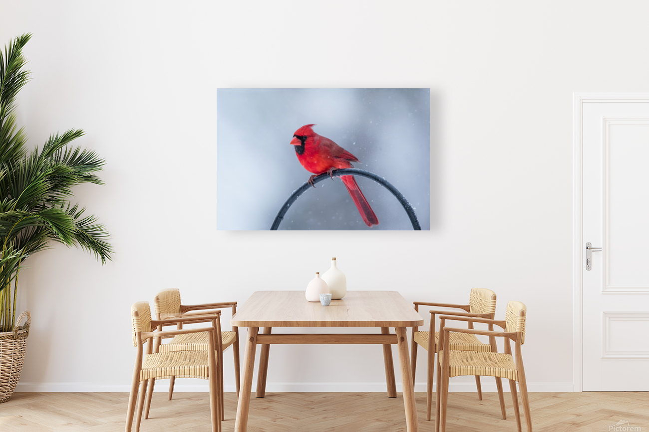 Northern Cardinal  Reproduction