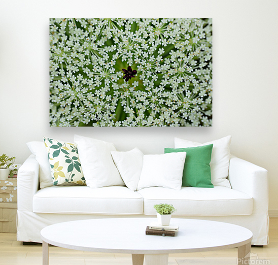 Queen Annes lace Reproduction