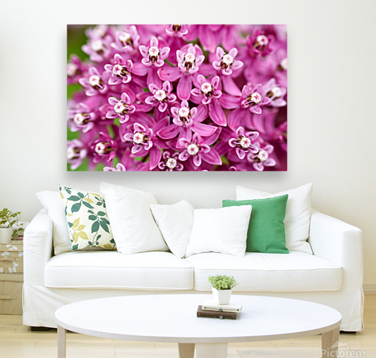 Swamp Milkweed Reproduction