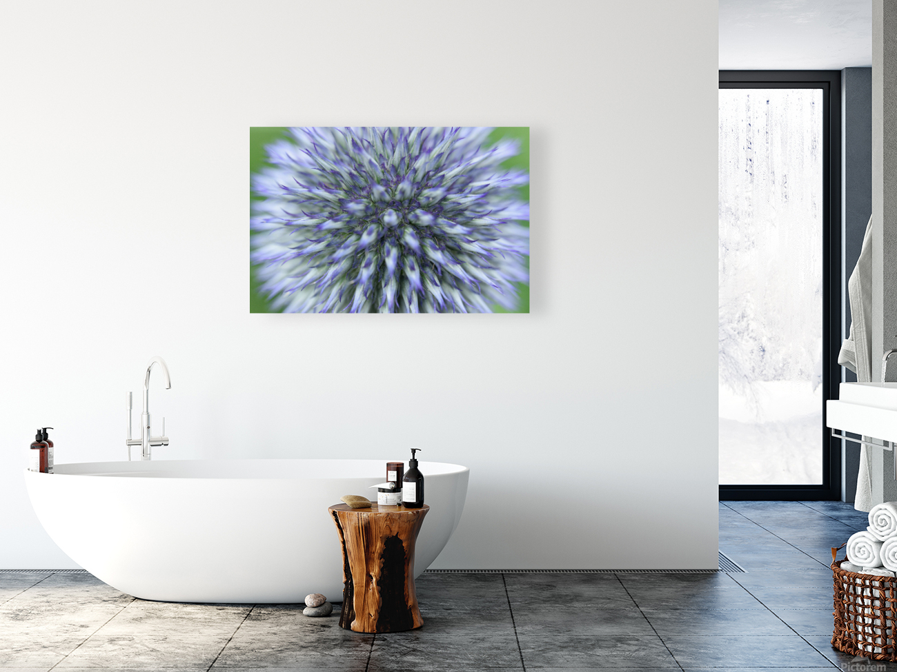 Blue Globe Thistle  Reproduction