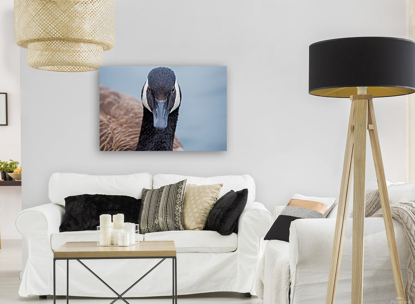 Canada Goose  Reproduction