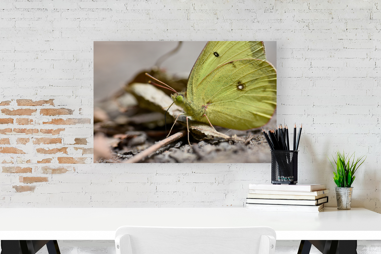 Clouded Sulphur  Reproduction