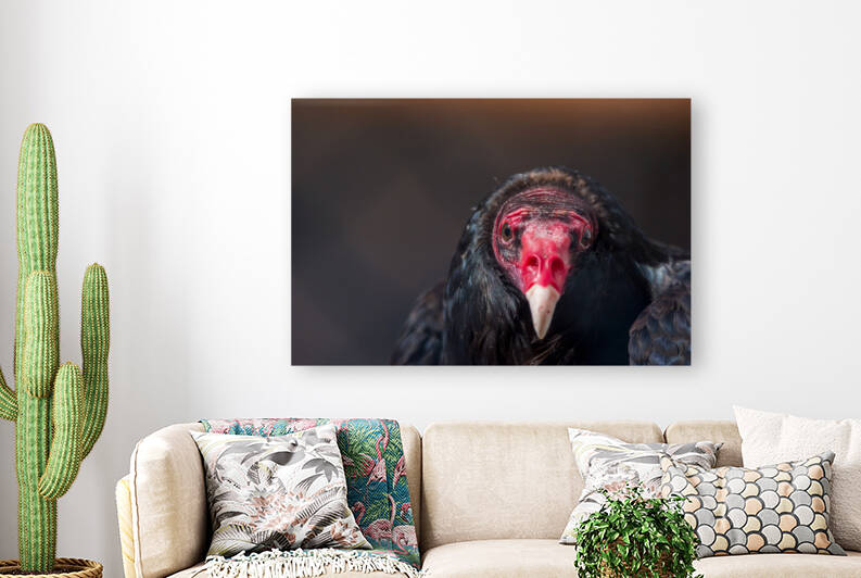 Turkey Vulture3 Reproduction