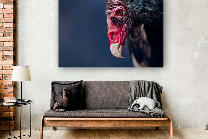 Turkey Vulture4 Reproduction
