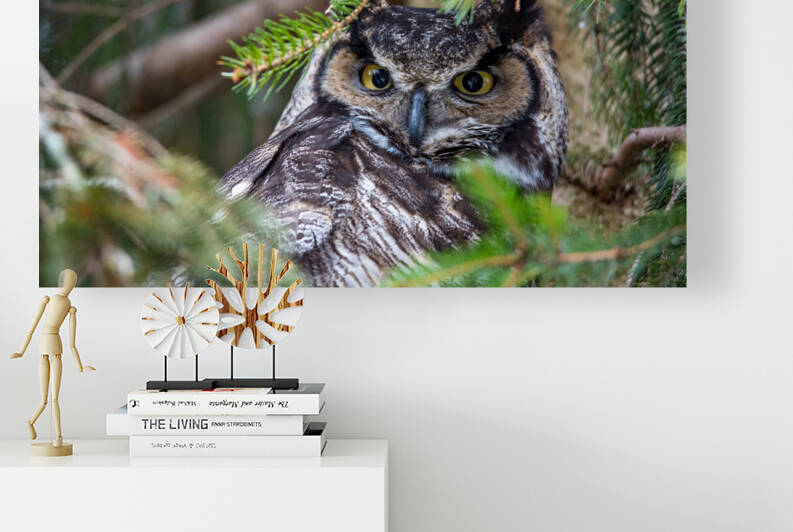Great Horned Owl by Jakeszap