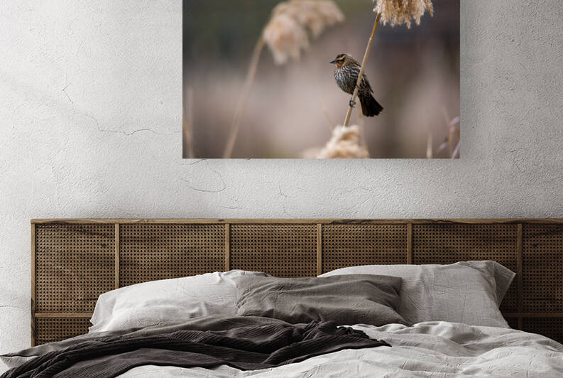 Red-Winged Blackbird Reproduction