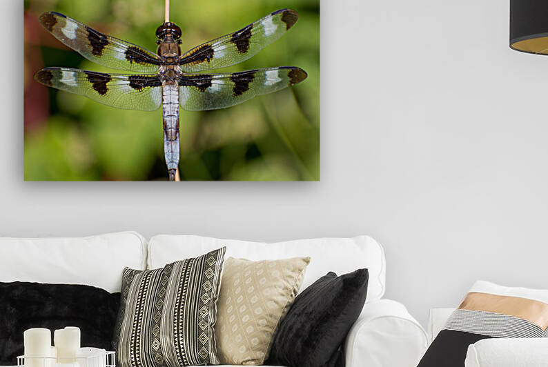 Twelve-Spotted Skimmer Libellula pulchella  by Jakeszap