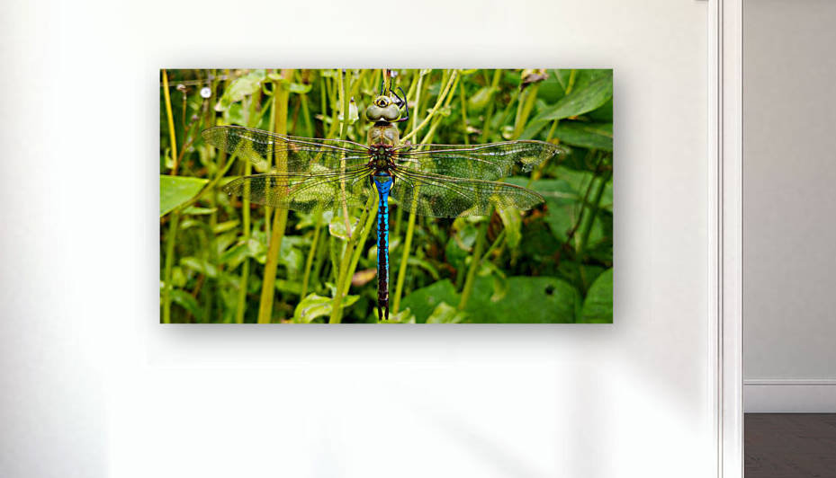 Common Green Darner Anax junius  by Jakeszap