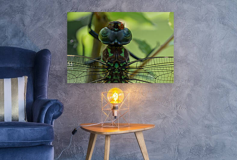 Swamp Darner Epiaeschna heros  by Jakeszap