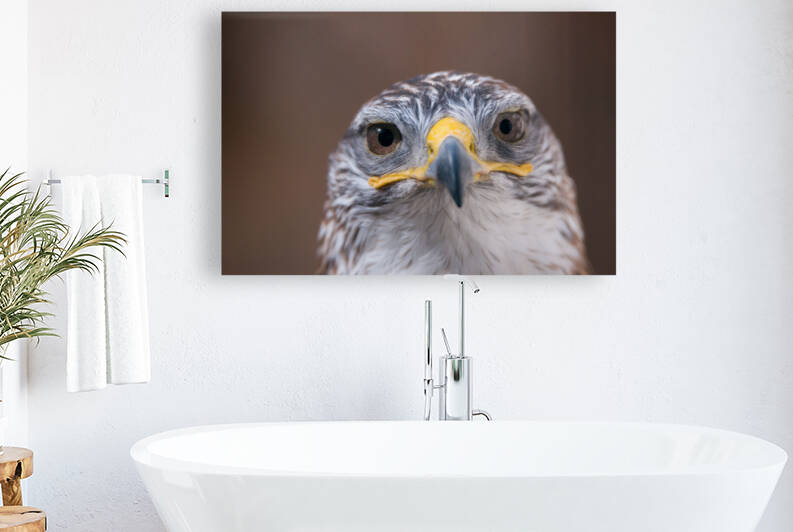 Ferruginous Hawk Buteo Regalis by Jakeszap