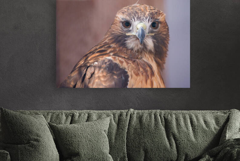 Red-Tailed Hawk Buteo Jamaicensis  by Jakeszap