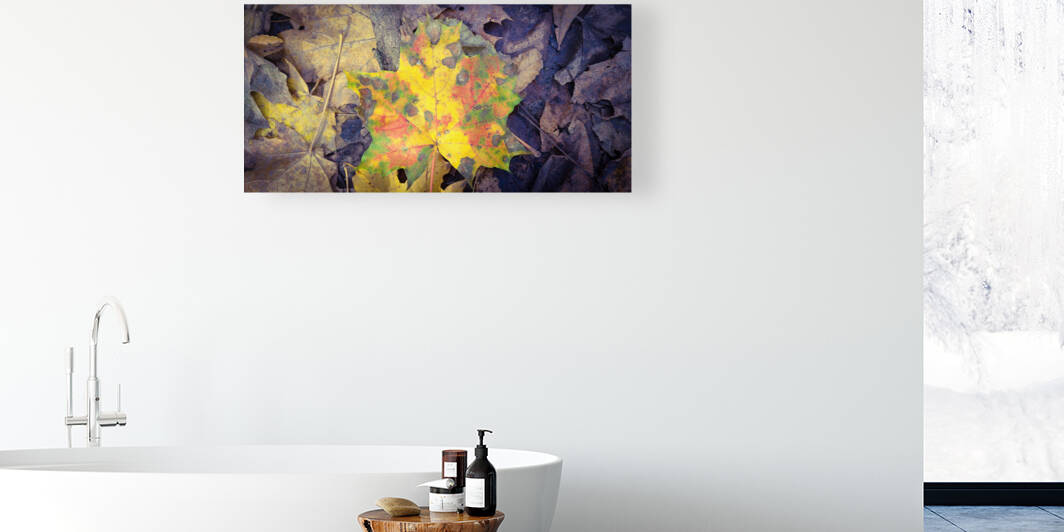 Autumn Maple Leaves  Reproduction