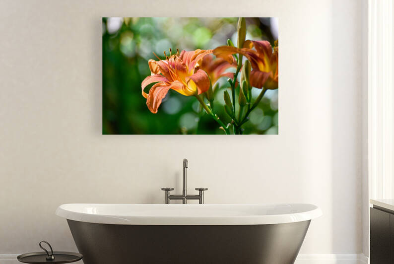 Daylilies Reproduction
