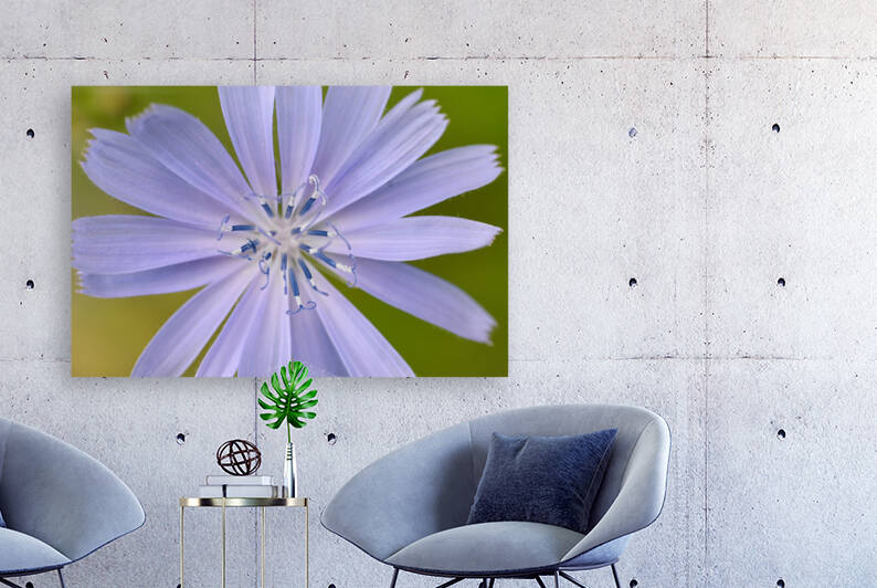 Chicory by Jakeszap