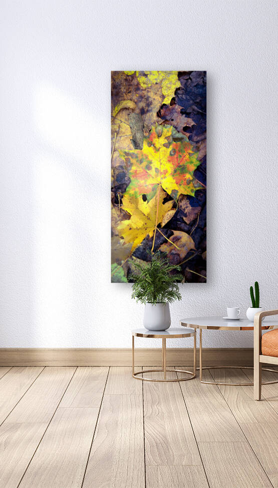 Autumn Maple leaves  Reproduction