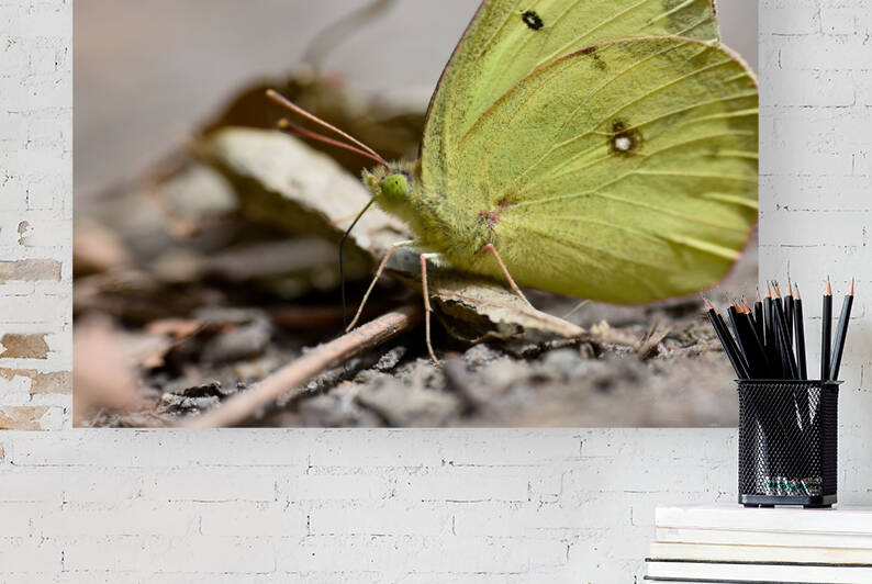 Clouded Sulphur  by Jakeszap