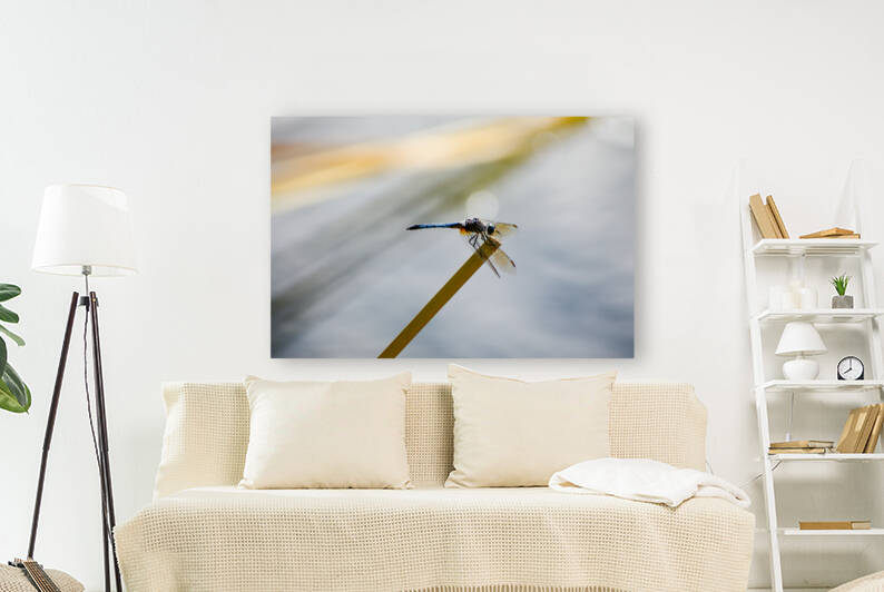 Blue Dasher  by Jakeszap