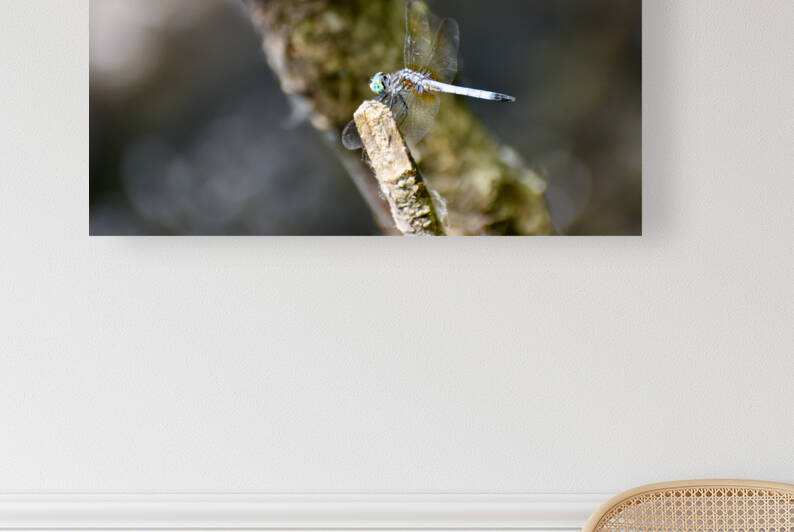 Blue Dasher  by Jakeszap