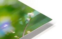 Common Green Darner  HD Metal print