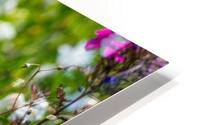 Common Green Darner  HD Metal print