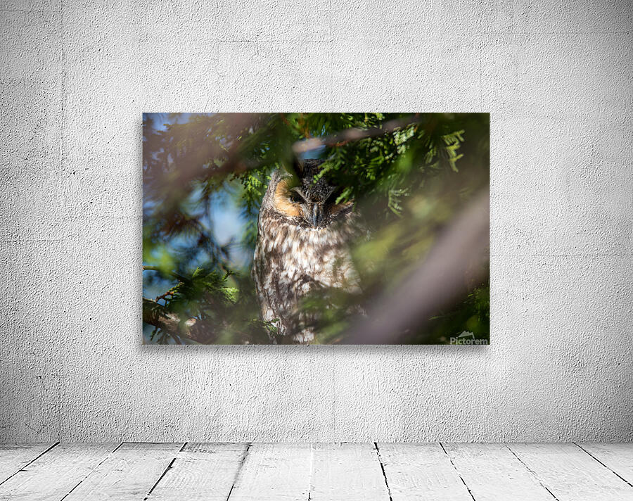 Long-Eared Owl Wall Preview