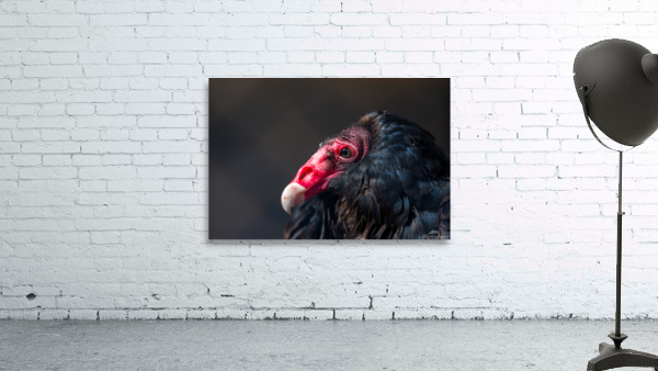 Turkey Vulture1 Wall Preview
